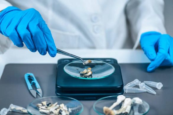 Clearing The Fog: How Long Can Shrooms Be Detected in Drug Tests?