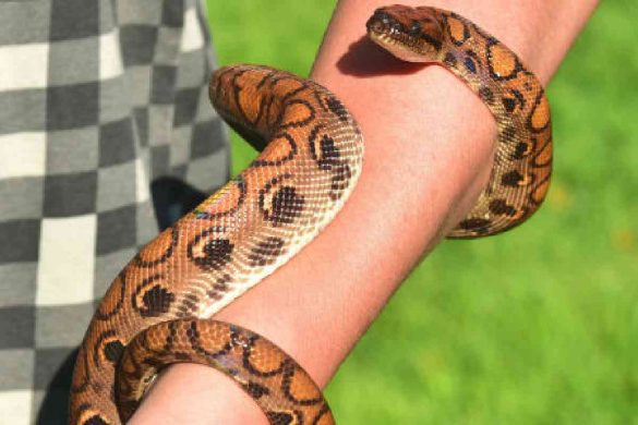 Sonhar Com Cobra Grande